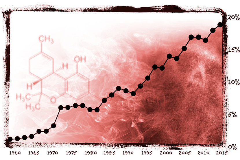 
Όσο περισσότερο THC περιέχει η μαριχουάνα, τόσο περισσότερο επηρεάζει τη διάνοια και τόσο μεγαλύτερη είναι η πιθανότητα να υπάρξει κατάχρηση, εθισμός και άλλες επιβλαβείς επιπτώσεις.
